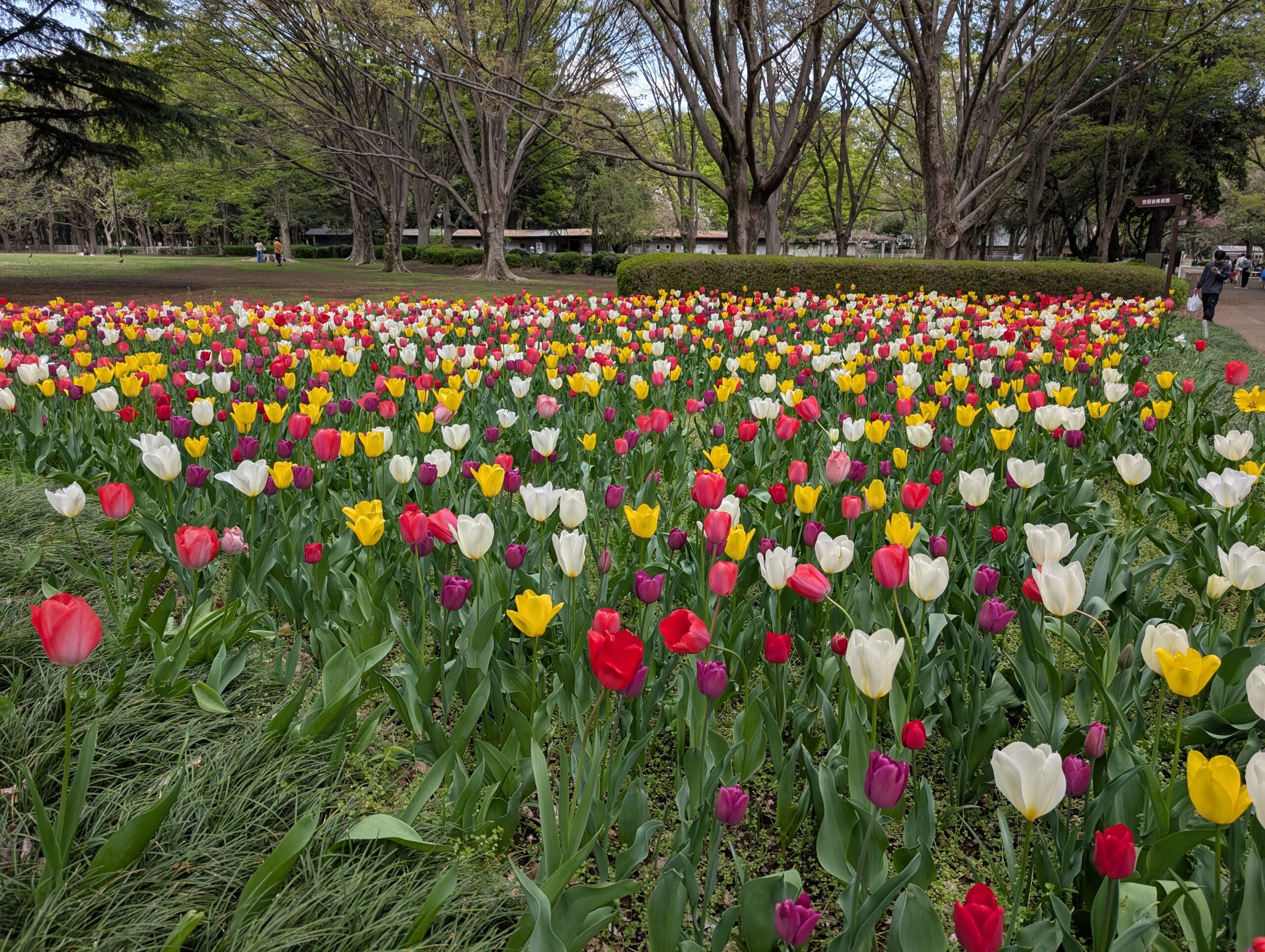 砧公園のチューリップ