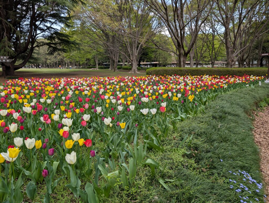 砧公園のチューリップ（2）