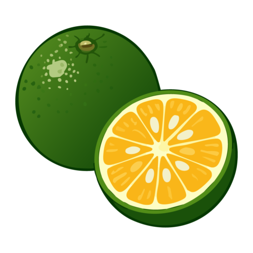 シークヮーサーのイラスト【無料フリー素材】フルーツ素材（PNG・商用利用可）