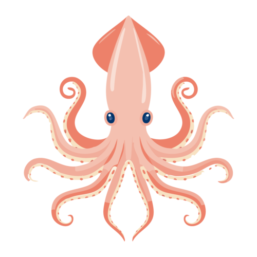 イカのイラスト【無料フリー素材】生き物の素材（PNG・商用利用可）