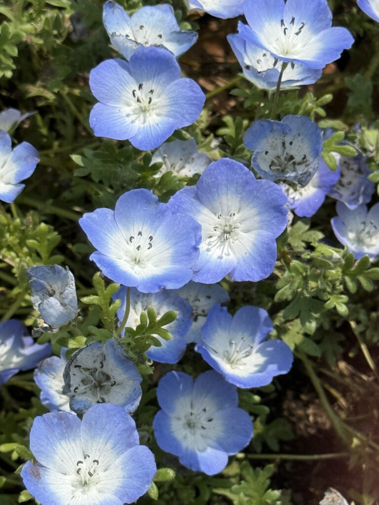 ネモフィラ（1）