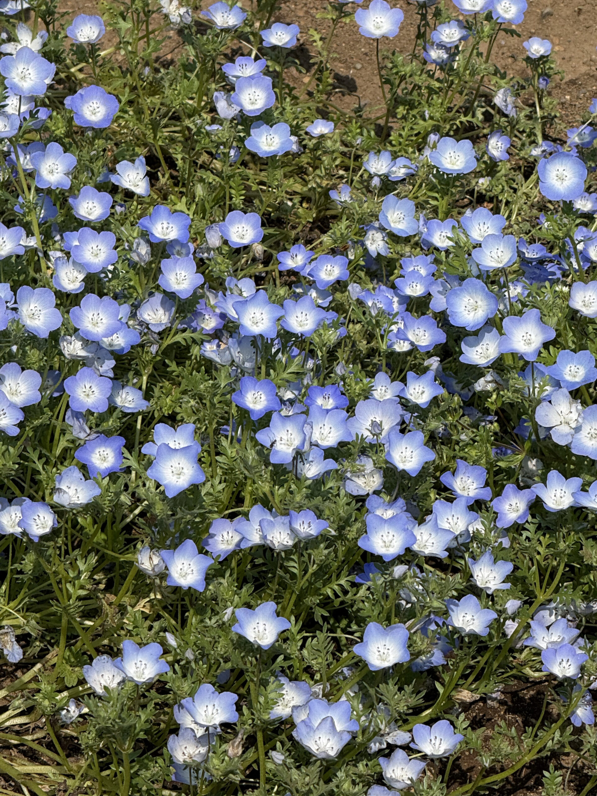 nemophila002