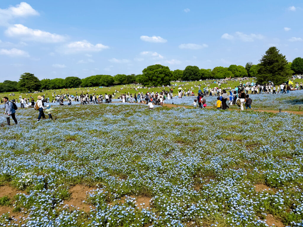 国営昭和記念公園のネモフィラの花畑