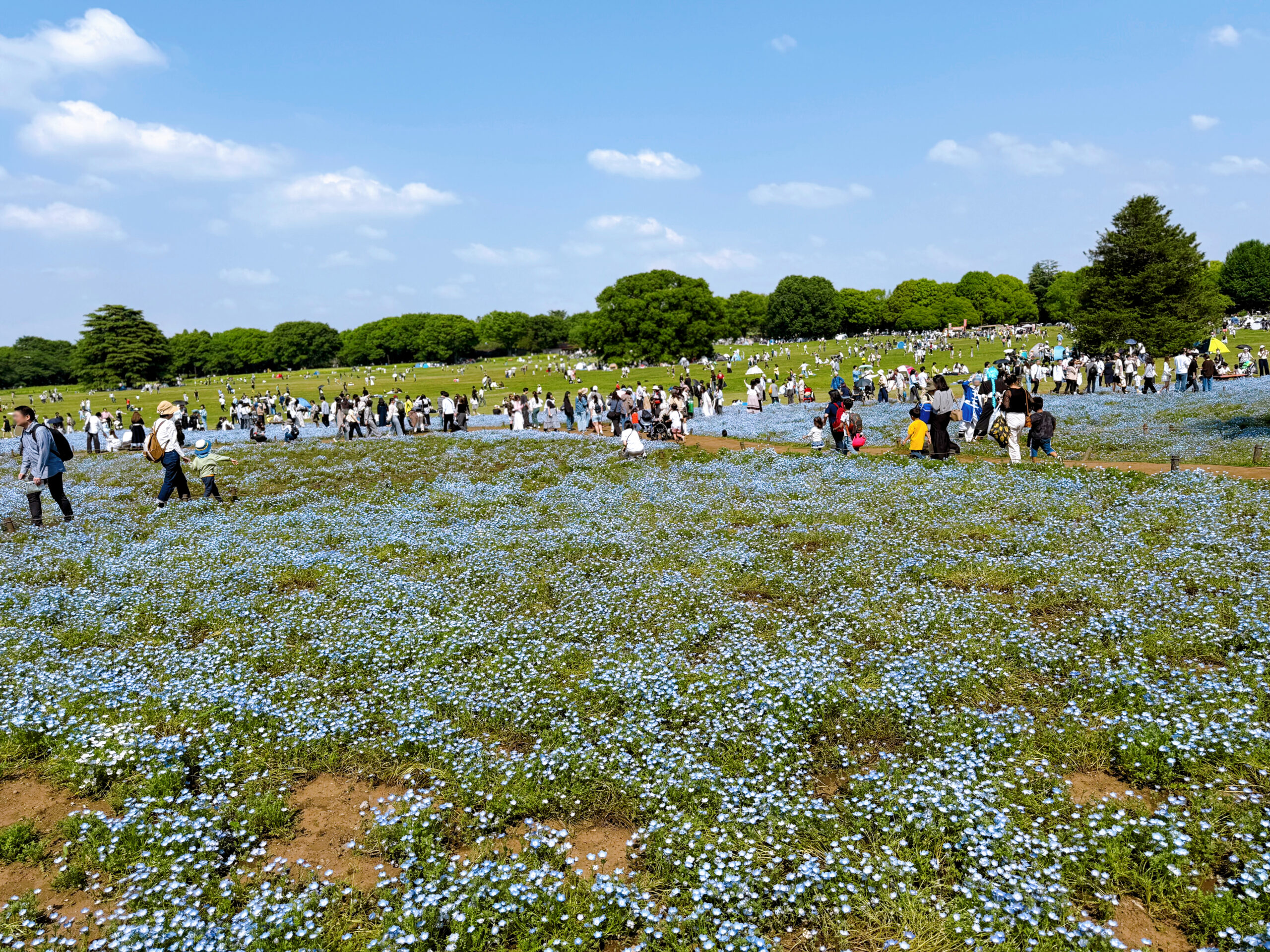 nemophila003