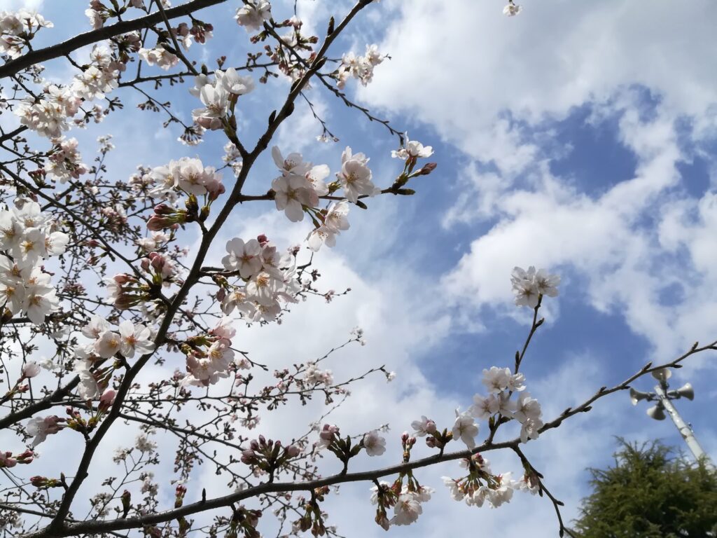 桜（アップ）